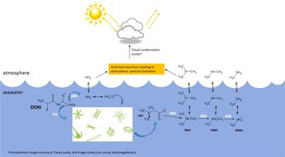 The occurrence and biogeochemical cycling of quaternary, ternary and volatile amines in marine systems